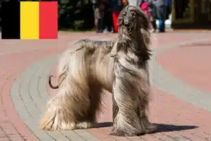 Read more about the article Opdrættere og hvalpe af afghanske greyhounds i Belgien