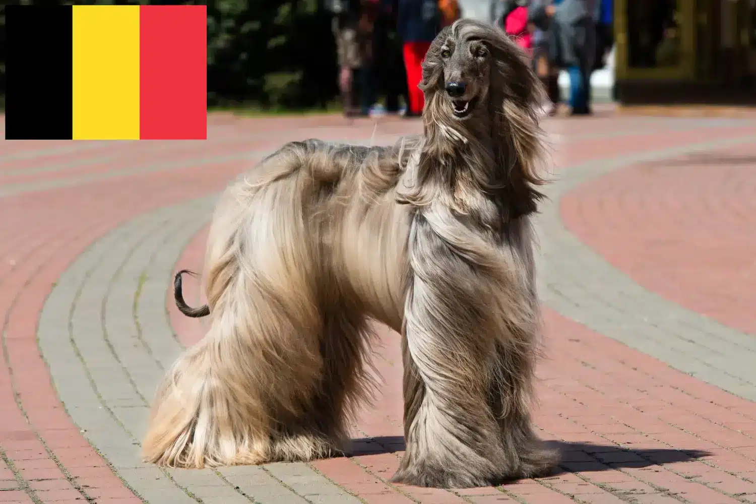Afghan Hound hvalpe og opdrættere Belgien Find opdrættere af afghanske hunde i Belgien her.