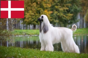 Read more about the article Afghan greyhound opdrættere og hvalpe i Danmark