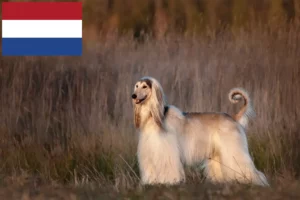 Read more about the article Afghanske vinthundeopdrættere og hvalpe i Holland