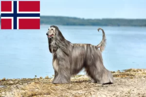 Read more about the article Opdrættere og hvalpe af afghanske greyhounds i Norge