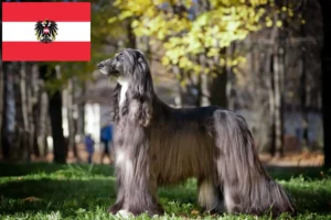 Read more about the article Afghan Hound opdrættere og hvalpe i Østrig