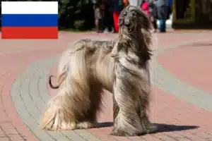 Read more about the article Afghanske greyhound-opdrættere og hvalpe i Rusland