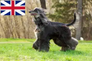 Read more about the article Afghanske greyhound-opdrættere og hvalpe i Storbritannien