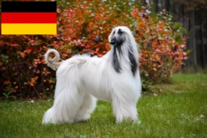 Read more about the article Afghanske greyhound-opdrættere og hvalpe i Tyskland