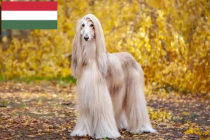 Read more about the article Afghanske greyhound-opdrættere og hvalpe i Ungarn