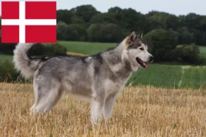 Read more about the article Alaskan Malamute opdrættere og hvalpe i Danmark