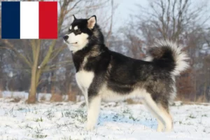 Read more about the article Alaskan Malamute opdrættere og hvalpe i Frankrig