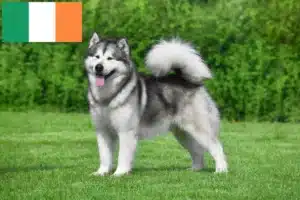 Read more about the article Alaskan Malamute-opdrættere og hvalpe i Irland