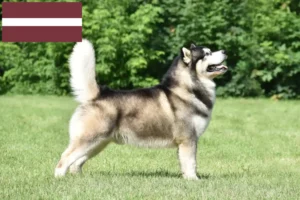 Read more about the article Alaskan Malamute-opdrættere og hvalpe i Letland