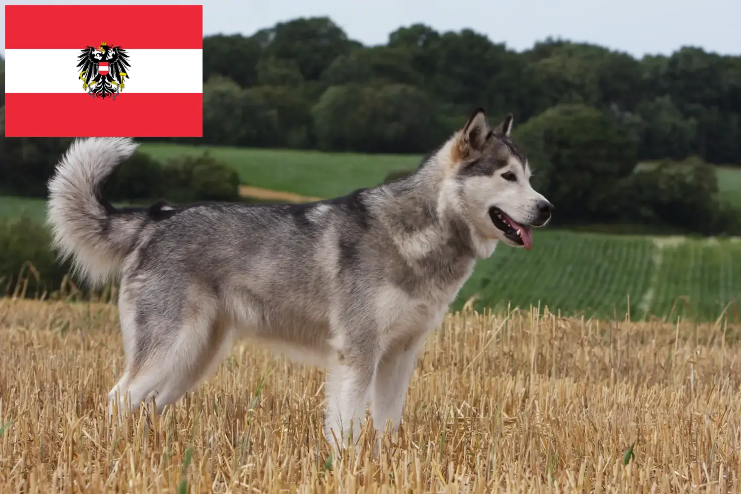 Alaskan Malamute hvalpe og opdrættere Østrig Her kan du finde Alaskan Malamute-opdrættere i Østrig.