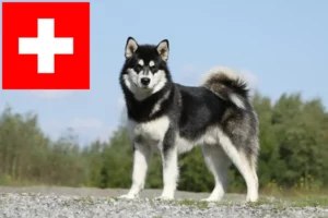 Read more about the article Alaskan Malamute opdrættere og hvalpe i Schweiz