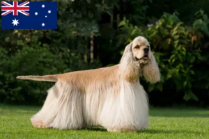 Read more about the article Amerikansk cocker spaniel opdrættere og hvalpe i Australien