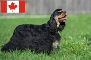 Read more about the article Amerikansk Cocker Spaniel opdrættere og hvalpe i Canada