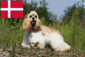 Read more about the article Amerikansk Cocker Spaniel opdrættere og hvalpe i Danmark