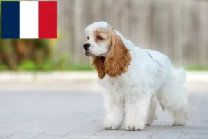 Read more about the article Amerikansk cocker spaniel opdrættere og hvalpe i Frankrig