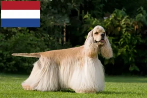Read more about the article Amerikansk cocker spaniel opdrættere og hvalpe i Holland