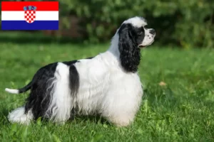 Read more about the article Amerikansk Cocker Spaniel opdrættere og hvalpe i Kroatien