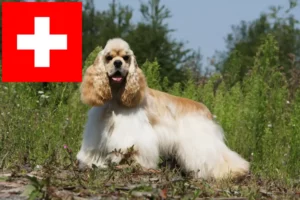 Read more about the article Amerikansk cocker spaniel opdrættere og hvalpe i Schweiz