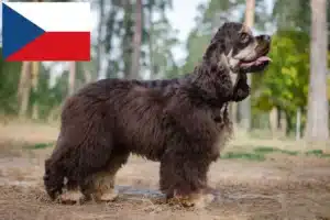 Read more about the article Amerikansk Cocker Spaniel opdrættere og hvalpe i Tjekkiet
