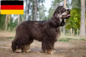 Read more about the article Amerikansk cocker spaniel opdrættere og hvalpe i Tyskland