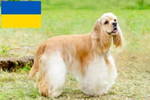 Read more about the article Amerikansk cocker spaniel opdrættere og hvalpe i Ukraine