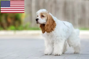 Read more about the article Amerikansk cocker spaniel opdrættere og hvalpe i USA