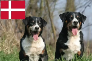 Read more about the article Appenzeller Sennenhundeopdrætter og hvalpe i Danmark