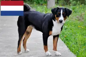 Read more about the article Appenzeller Sennenhundeopdrætter og hvalpe i Holland