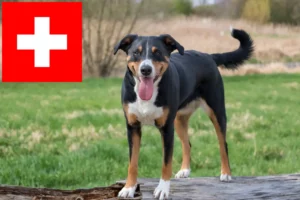 Read more about the article Appenzeller Sennenhundeopdrættere og hvalpe i Schweiz