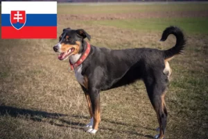 Read more about the article Appenzeller Sennenhundeopdrætter og hvalpe i Slovakiet