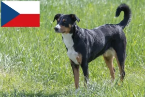 Read more about the article Opdrætter af Appenzeller Sennenhund og hvalpe i Tjekkiet