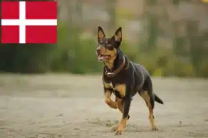 Read more about the article Australian Kelpie opdrættere og hvalpe i Danmark