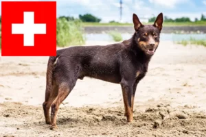 Read more about the article Australian Kelpie opdrættere og hvalpe i Schweiz