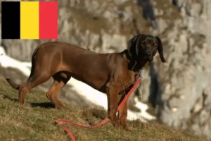 Read more about the article Bavarian Mountain Hound opdrættere og hvalpe i Belgien