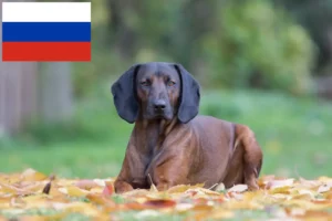 Read more about the article Opdrættere og hvalpe af Bayersk Bjerghund i Rusland