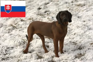 Read more about the article Bavarian Mountain Hound opdrættere og hvalpe i Slovakiet