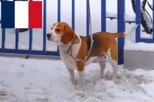 Read more about the article Beagle Harrier opdrættere og hvalpe i Frankrig