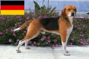 Read more about the article Beagle Harrier opdrættere og hvalpe i Tyskland