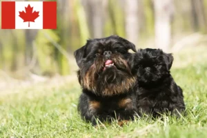 Read more about the article Opdrættere og hvalpe af Belgisk Dværggriffon i Canada