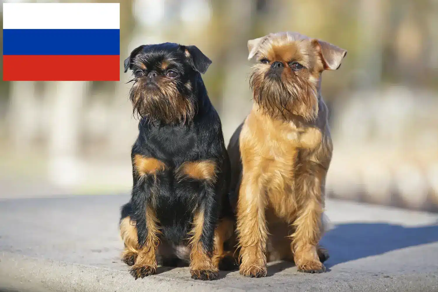 Belgisk Dværggriffon hvalpe og opdrætter Rusland Her kan du finde opdrættere af belgisk dværggriffon i Rusland.