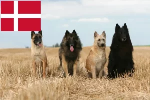 Read more about the article Opdrætter af belgiske hyrdehunde og hvalpe i Danmark