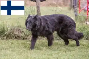 Read more about the article Opdrætter af belgiske hyrdehunde og hvalpe i Finland