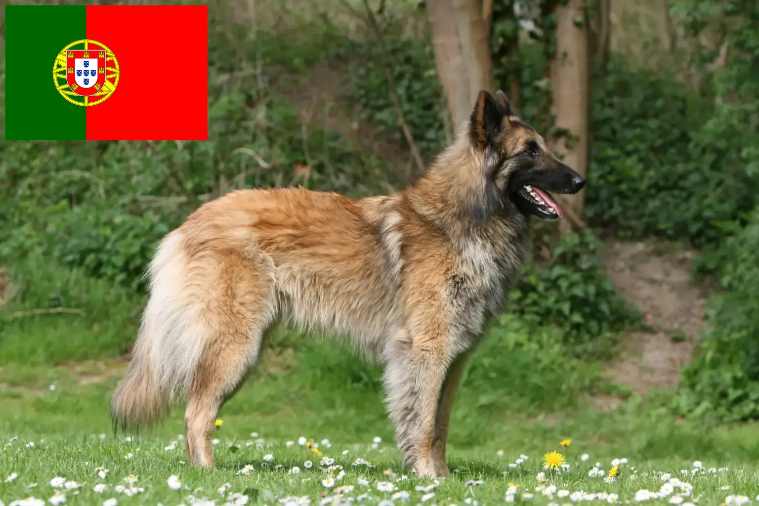 Belgiske hyrdehvalpe og opdrættere Portugal Her kan du finde opdrættere af belgiske hyrdehunde i Portugal.