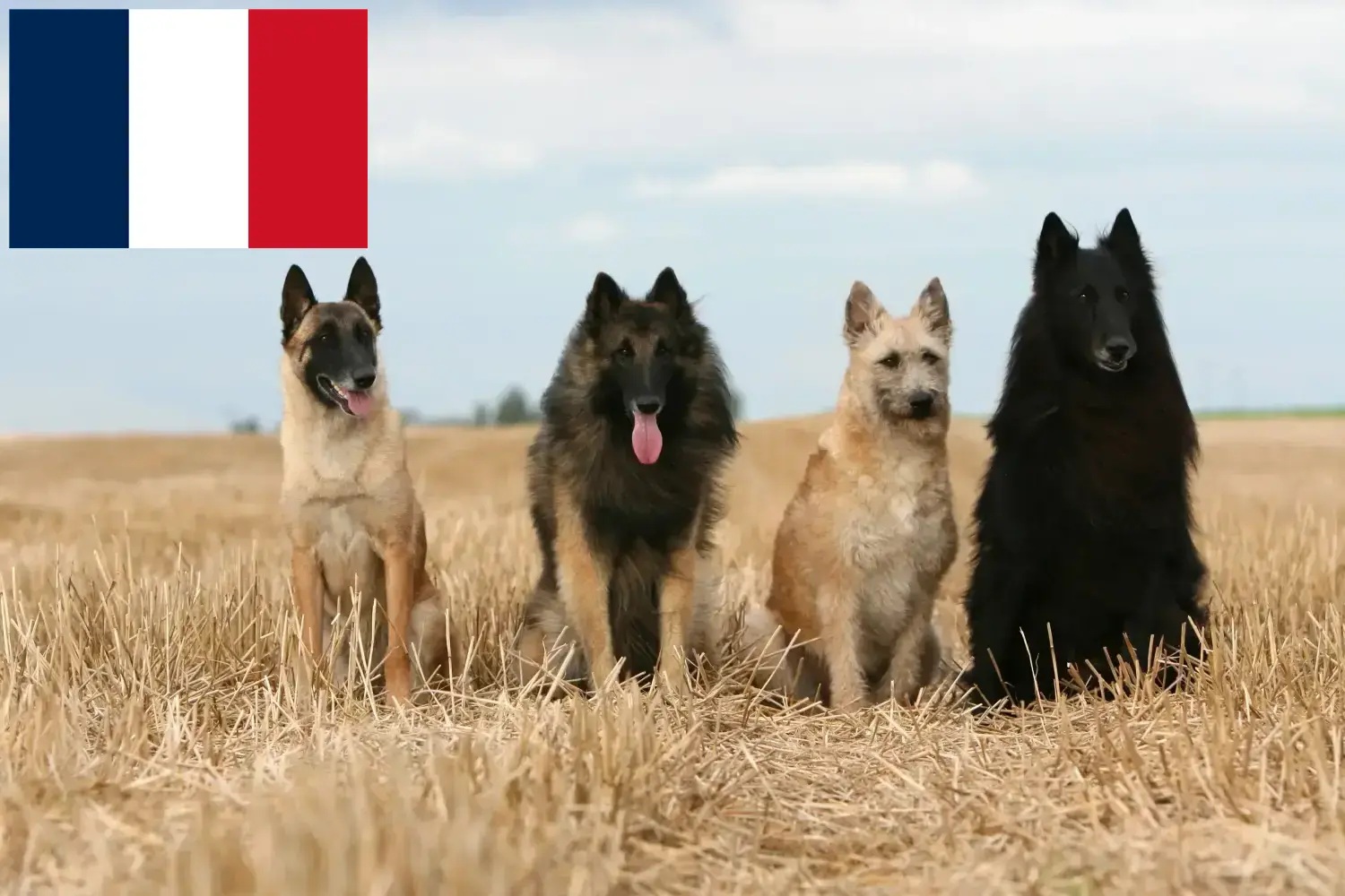 Belgisk Hyrdehvalpe og opdrættere Réunion Find opdrættere af belgiske hyrdehunde i Réunion.