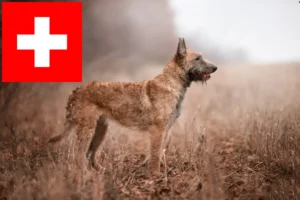 Read more about the article Opdrættere og hvalpe af belgisk hyrdehund i Schweiz