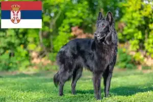 Read more about the article Opdrætter af belgiske hyrdehunde og hvalpe i Serbien