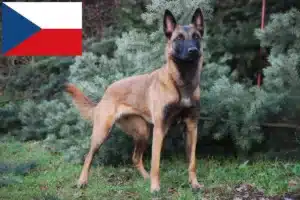 Read more about the article Opdrætter af belgiske hyrdehunde og hvalpe i Tjekkiet