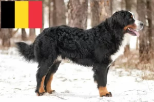 Read more about the article Berner Sennenhundeopdrætter og hvalpe i Belgien