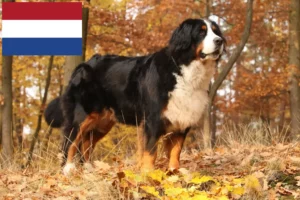 Read more about the article Berner Sennenhunde opdrættere og hvalpe i Holland